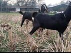 ছাগল, ২টা উন্নত জাতের ছাগল বিক্রি করা হবে