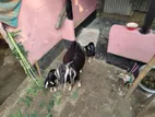 ছাগল ৩ বাচ্চাসহ