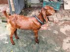ছাগল বিক্রি