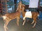 ছাগল বিক্রি হবে