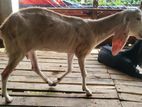 ছাগল বিক্রি হবে
