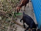 ছাগল বিক্রি করা হবে