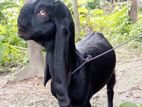 ছাগল বিক্রয়
