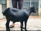 ছাগল দেশি বড় জাতের