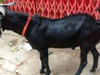 ছাগল বিক্রি করা হবে