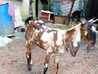 ছাগল বিক্রি