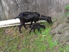 ছাগলটি খুবই ভালো