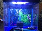 Chaina Aquarium Sobo
