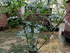 Chameli Gacher Chara (Jasmine FLower)