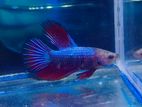 Cheap Rate Betta Fish
