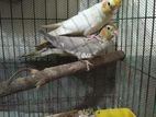 Cockatiel for sell