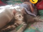 ছেলে বিড়াল