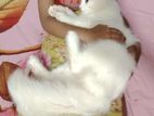 Cat for sale