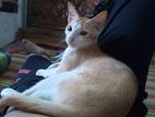Cat For Adoption