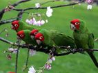 Cherry headed Conure Pair