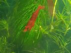 Cherry shrimp