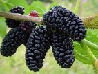 Chiangmai 60 Mulberry tree