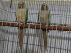 Chinamon Blue Pineapple Conure