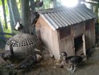 Chinar Hash Bikri Kora Hobe