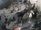 Chinar hash bikri kora hobe