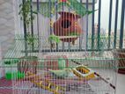 Chinese Bird Cage (পাখির খাঁচা)