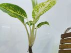 Chinese evergreen Aglaonema