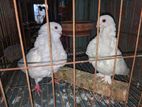 Chinese owl master pair