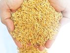 chinigura paddy dhan for bird -1 kg shah agro farm garden plants (1kg)