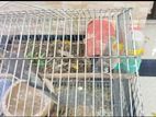 Cockatiel Gray For Sell