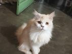 Cat ছোট দিয়ে খুব সুন্দর করে লালন পালন করেছি