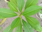 ছোট কাঠ গোলাপ রাতে।
