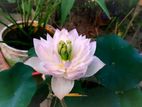 ছোট পাত্রের পদ্মফুল (Micro bowl lotus)