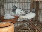 Bird For Sale