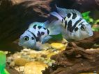 Cichlid-Polar blue Parrot with babes