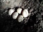 চীনা হাঁসের বীজ ডিম বিক্রি হবে,