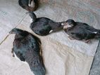 চীনাহাস