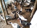 চিন হাস বিক্রি
