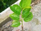 চিং মা'ই ৬০