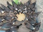 চিনা বতক বিক্রি হবে। বয়স 4 মাস+