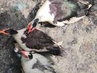 চিনা হাঁস বিক্রি করব