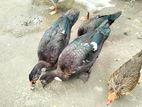 চিনা হাঁস
