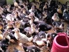 👉চিনা হাঁসের বাচ্চা বিক্রি করা হবে 🦆🦆