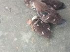 চিনা হাঁসের বাচ্চা