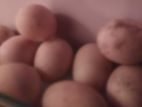 চিনা হাঁসের বিচ ডিম