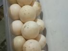 বাচ্চা তোলার জন্য চিনা হাঁসের ডিম