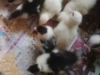 চিনা হাসের বাচ্চা বিক্রি করা হবে