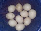 চিনা হাসের বীজ ডিম আর গিন্নি মুরগির আছে।