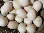 চিনা হাসের বিজ ডিম
