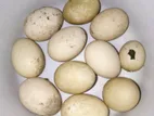 চিনা হাসের ডিম