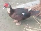 চিনে হাঁস